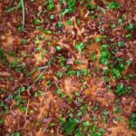 Gluten-Free Loaded Potato Pie