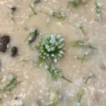 White Wine Mushroom Risotto