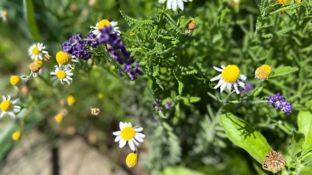 Chamomile Garden Tea