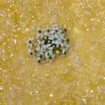 Easy Champagne Risotto (Creamy, Elegant, and Weeknight-Ready)