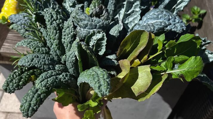 Crispy Garden Kale Chips