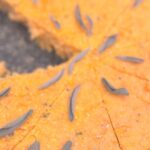 Gluten-Free Sweet Potato and Sage Cornbread