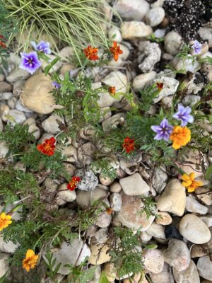Creating a Serene Rock Garden: Design Ideas for a Peaceful Backyard Retreat