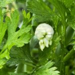 Chive blossom in Parsley