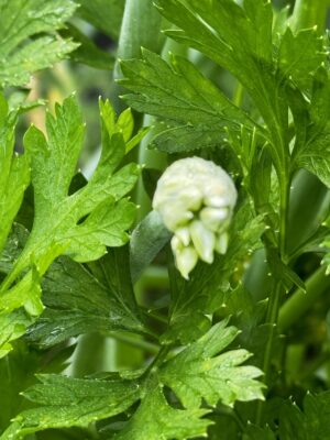 Top Companion Planting Combinations for a Thriving Garden