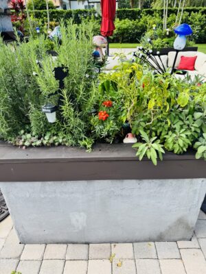What Can You Grow in a Raised Bed? Best Crops for a Productive Garden