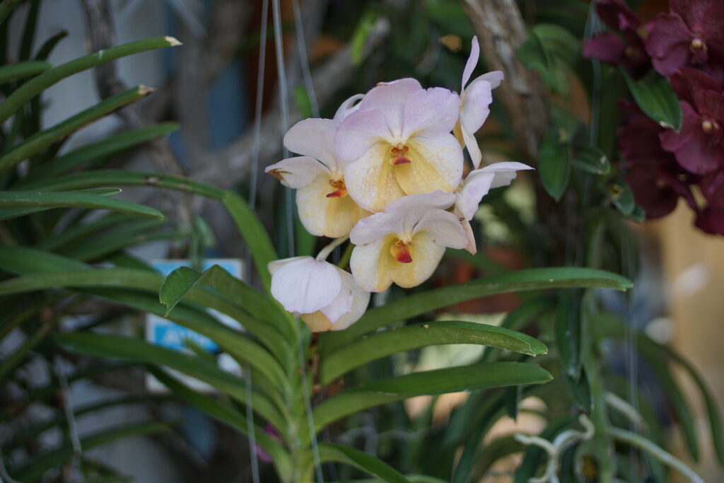 White Vandals Orchid
