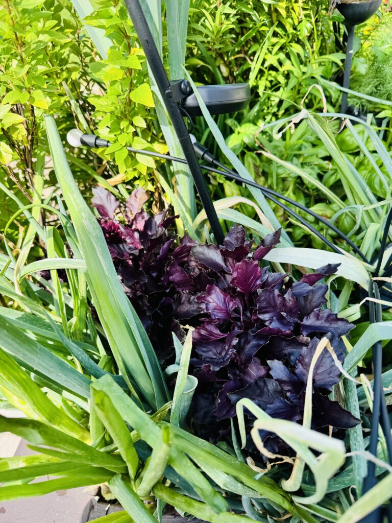 Deep purple basil growing among tall green leaves and herbs in a sunny garden.