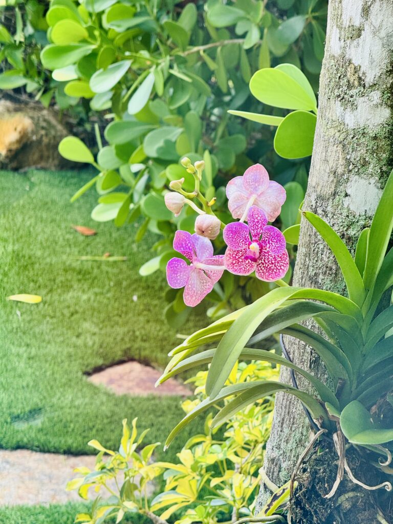 Purple Speckled Vanda Orchid
