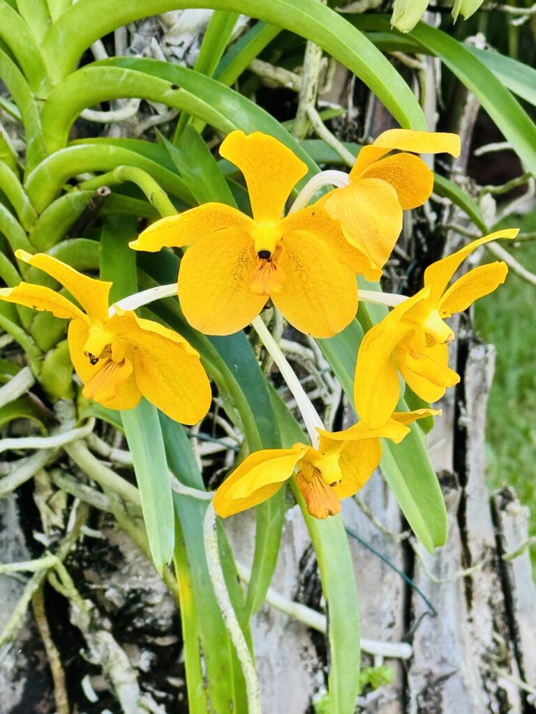 Canary Yellow Vanda Orchid