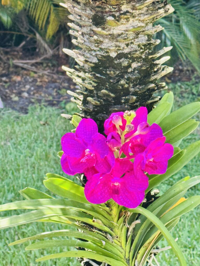Bright Purple Vanda Orchid