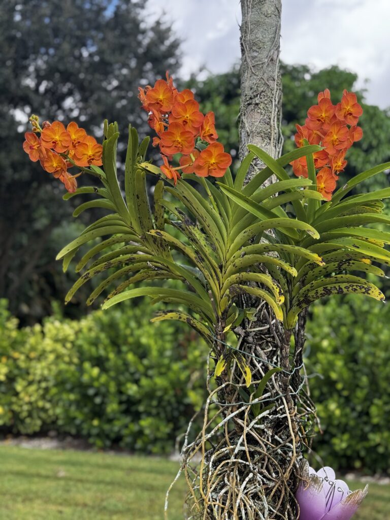 Triple Orange Vanda Orchid