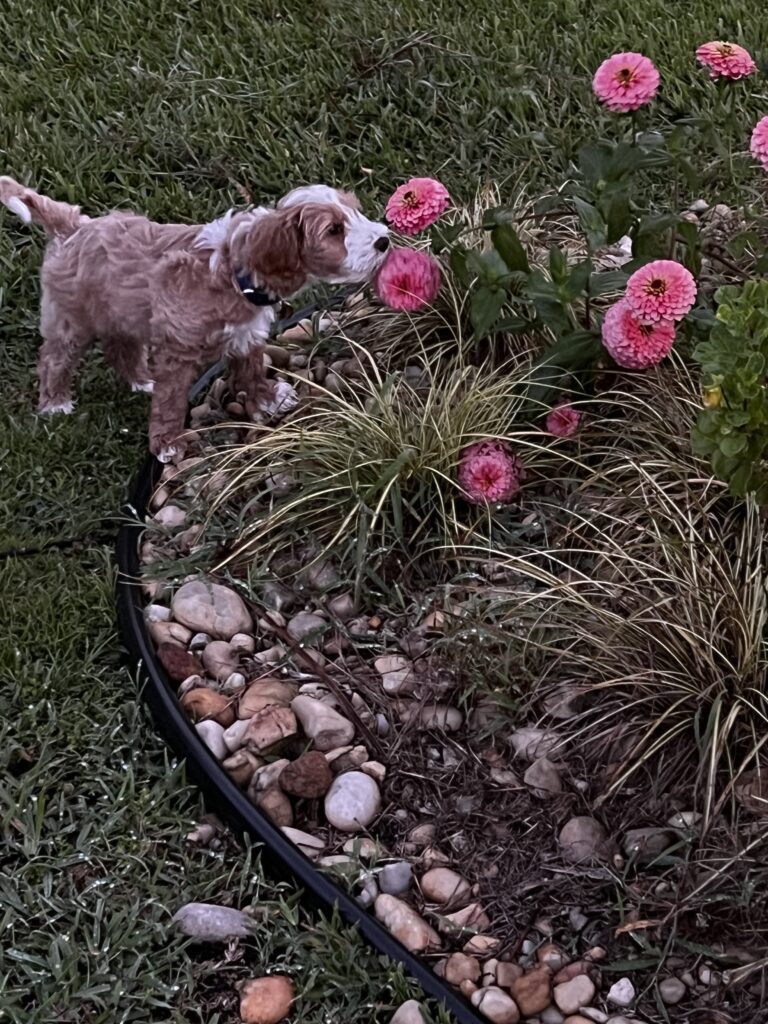 Pet-Friendly Garden